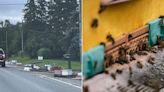 5 million bees fell off a truck in Canada, scattering along a roadway and prompting a mass beekeeper team-up to sort out the mess