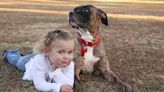 Story Claims Toddler Went Missing for 2 Days Until a Veterinarian Checked Her Pit Bull. Here's the Truth