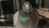 Homing Pigeon Accidentally Travels from England to Alabama and Ends Up at Animal Shelter