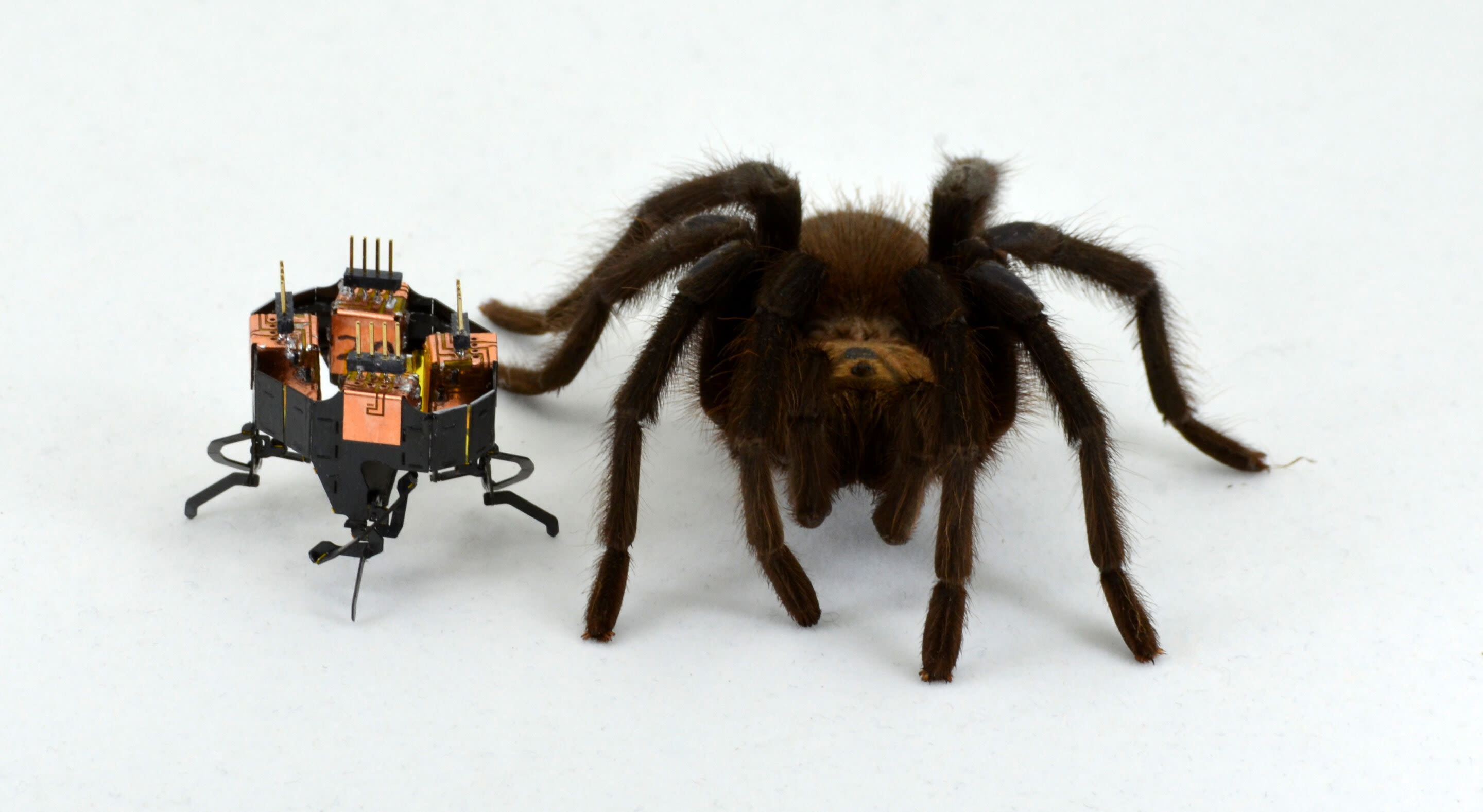 Robots can't outrun animals. A new study explores why