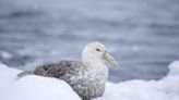 Entire Populations of Antarctic Birds Failed to Breed Last Year Because of Extreme Snowstorms