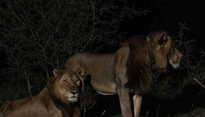 Lion Fling: Longest swim across channel of crocs, allure of female overrides all odds