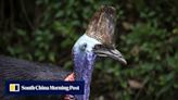 Australia’s fearsome ‘dinosaur’ bird stares down extinction