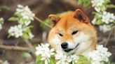 Better Buy: Shiba Inu vs. Cardano