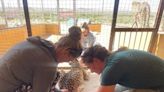 Local veterinarian helping animals in Africa