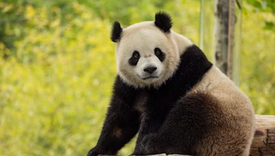 Giant pandas are returning to Washington, D.C.’s National Zoo thanks to a surprise new deal with China’s government