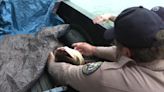 Colorado Parks and Wildlife crews fish carp out of Denver-area pond in effort to control invasive species