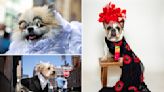 NYU’s Pet Gala canceled amid protests, but these NYC pups are still showing off their celeb-inspired looks