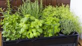Keep herbs fresh for 'up to two weeks' with this easy storage method