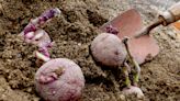Gardening for You: Plant seed potatoes on the Ides of March