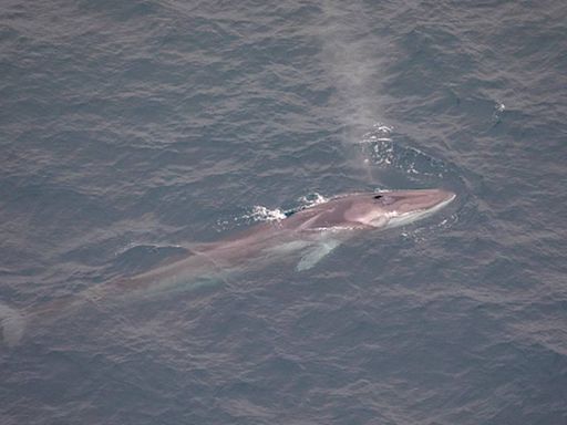 44-foot whale found dead on bow of cruise ship as it came into New York