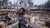 $1.6B trial starts against utility over fatal 2020 wildfires
