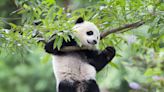 Giant pandas are coming back to the Smithsonian National Zoo - WTOP News