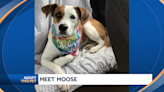 A serene and wise mixed breed companion named Moose is looking for her forever home