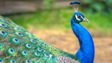 Guy’s Attempt to Prank a Peacock Immediately Goes Viral
