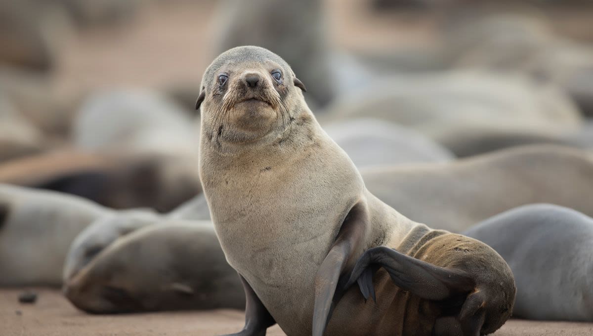 World's First Serious Rabies Outbreak In Marine Mammals As Cape Fur Seals Test Positive