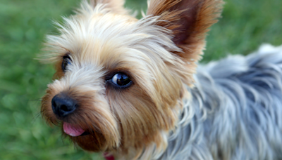 Family Left Heartbroken After Beloved Teacup Yorkie Is 'Stolen' From Their Yard