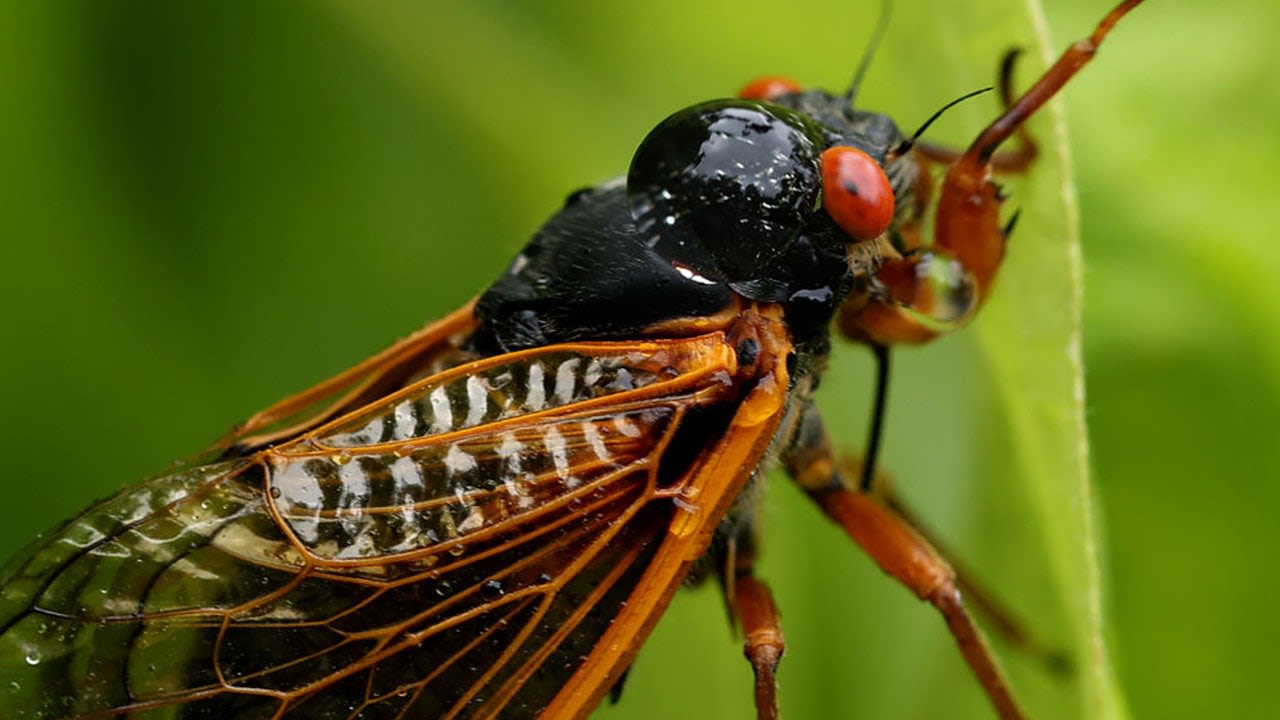 Emerging cicadas' cacophony triggers calls to police in South Carolina from confused residents