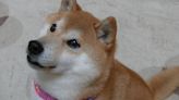 Kabosu, The Doge Meme Dog, Sadly Dies at 18