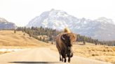 A Yellowstone visitor kicked a bison, and that did not end well, rangers say