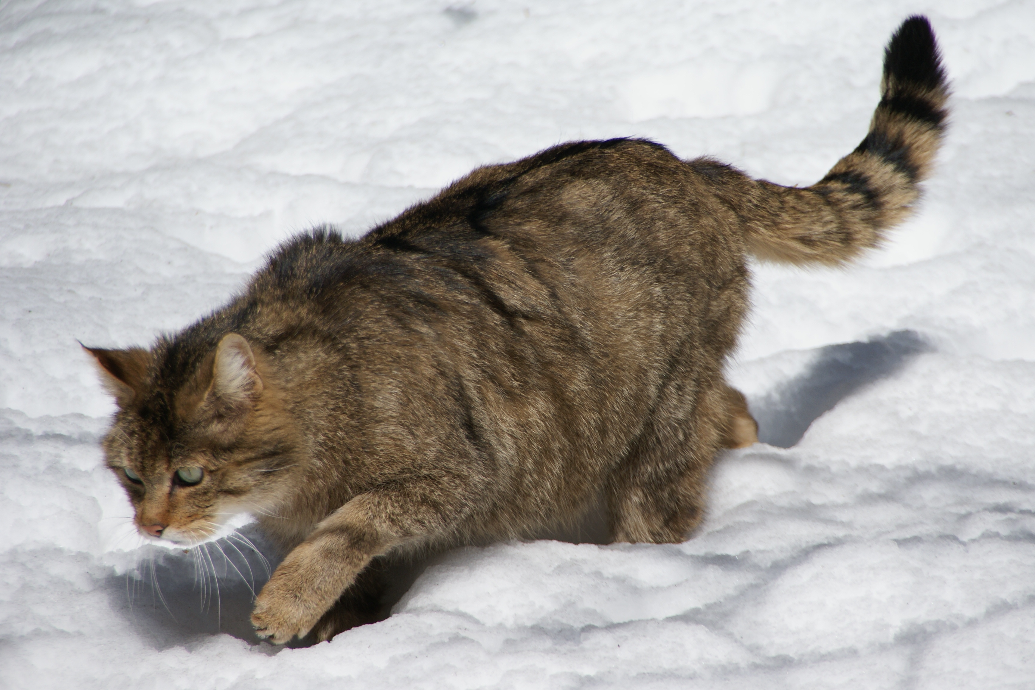 Description European Wildcat Nationalpark Bayerischer Wald 03.jpg