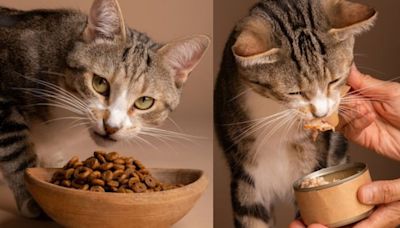 Esta es la importancia de la vitamina A en los gatos, según veterinaria