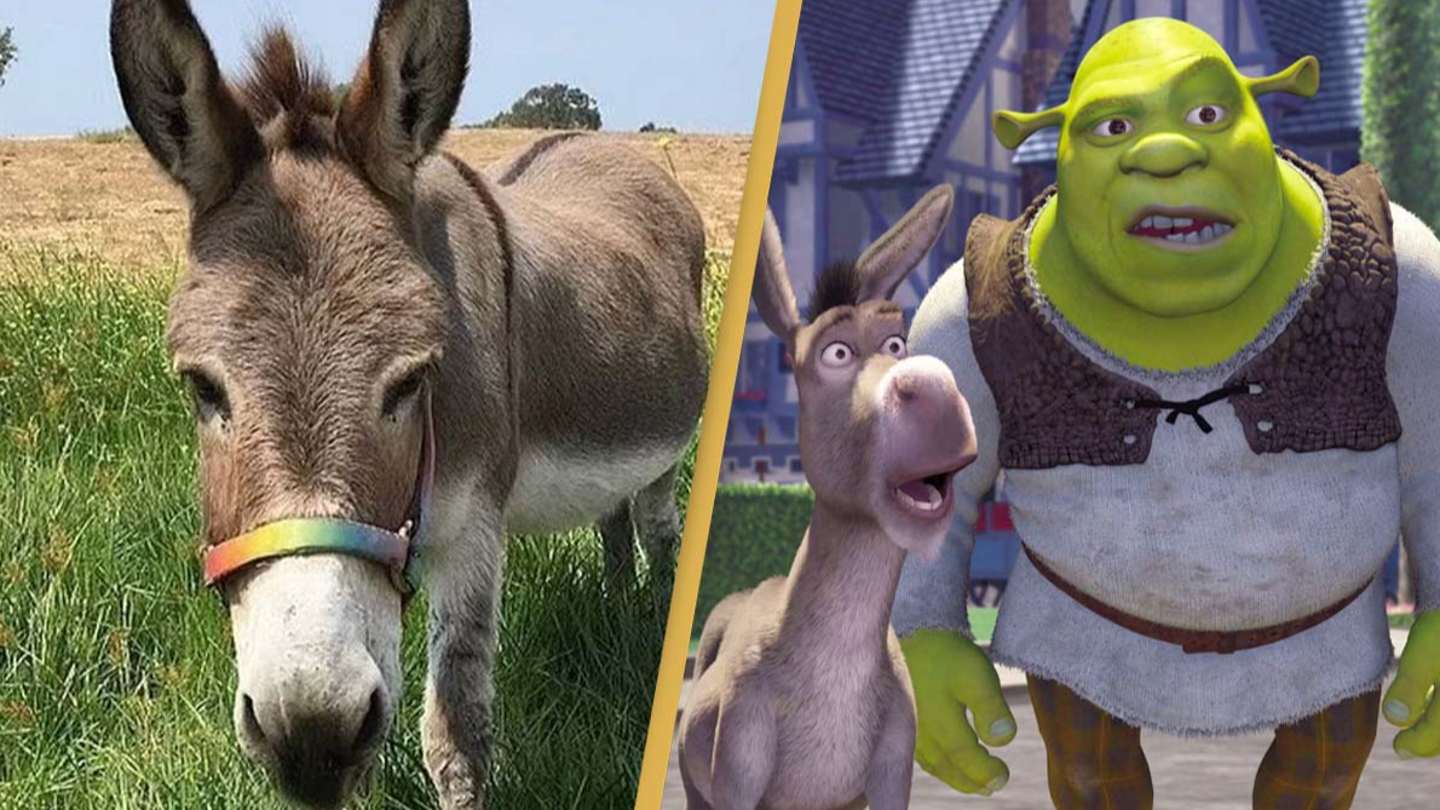 Elderly donkey who inspired Eddie Murphy's Shrek character awarded $10k