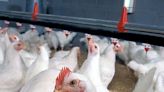 Nearly 9,000 hens destroyed after avian flu detected in Webster County