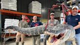 Mississippi Hunters Land 14-Foot, State-Record Gator After 7-Hour Fight