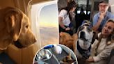 BARK Air, airline for dogs, takes first flight departing from New York