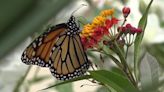 Monarch butterfly population should increase during northbound migration