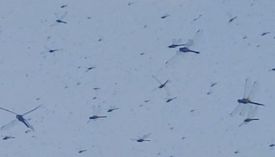 Video shows hoards of dragonflies invade Rhode Island beach terrifying beachgoers: Watch