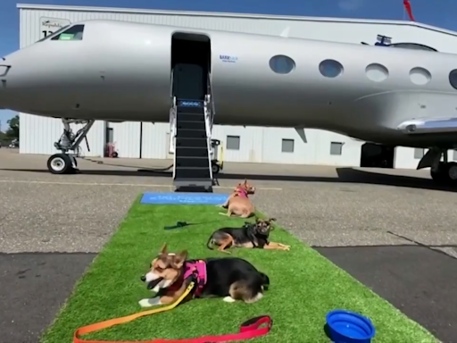 BARK launches first airline tailored for dogs - WSVN 7News | Miami News, Weather, Sports | Fort Lauderdale