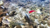 小琉球海底驚見綠鬣蜥 生態拉警報
