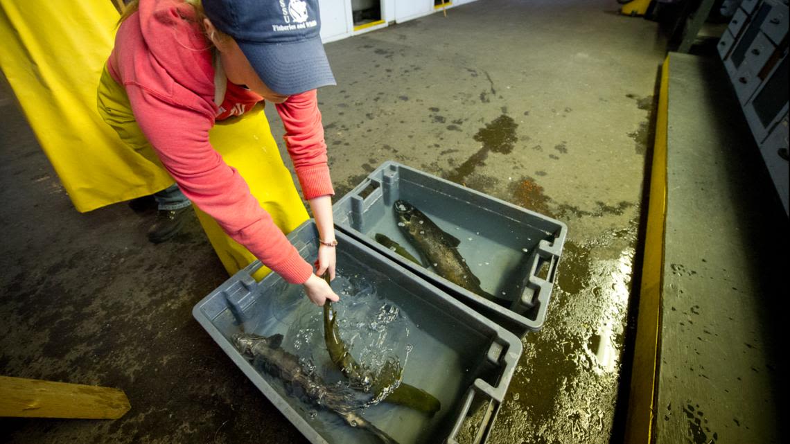 Michigan DNR culls Atlantic salmon infected with bacterial disease at hatchery