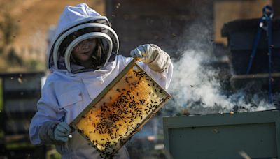 Fife beekeeping family buzzing after inspiring trip to collect grandad’s abandoned hives