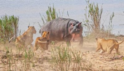 Lone Hippo Caught on Camera Trying to Fight Off 5 Lionesses