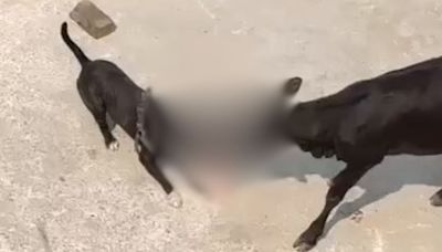 VIDEO: Pit Bull Attacks, Bites Calf's Face In Delhi's Burari; Netizens Demand Strict Action Against Owner