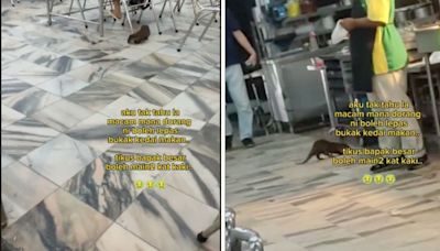 Teh tarik satu, boss? Otters are surprise ‘regulars’ at a Perak mamak (VIDEO)