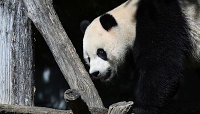 What We Know About Giant Pandas Arriving in the U.S.