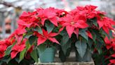 How to look after your Christmas poinsettia properly, according to the RHS