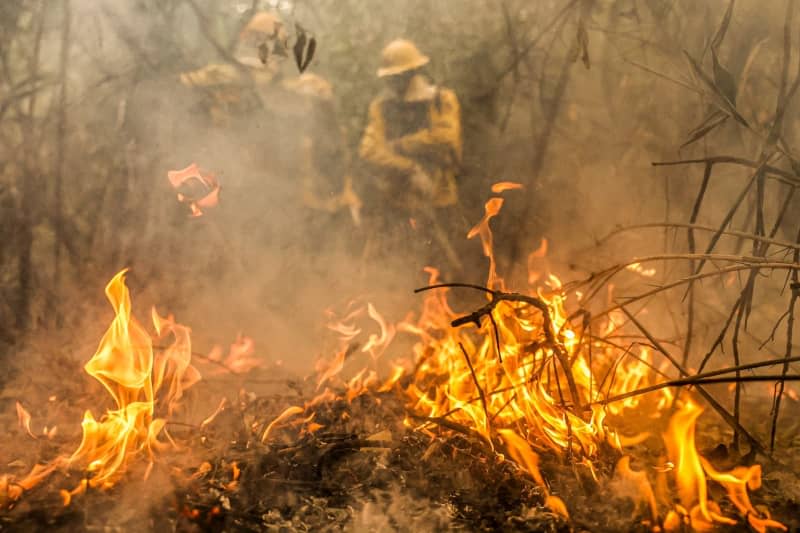 Brazil's Pantanal wetlands seeing record number of forest fires