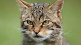 Wildlife trust explores reintroduction of wildcats