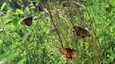 Mariposarios y pensamiento integrado: cómo aprovechar la complejidad en la segunda mitad de la vida