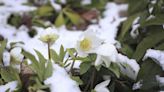 24 Winter-Friendly Plants to Grow Now That Bloom in Even the Coldest Weather