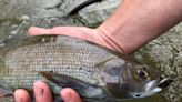 Grayling Fishing Returns to Michigan After a Nearly 100-Year Absence