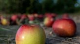 Farms to visit this fall in Indiana for apple picking, pumpkins, corn mazes and more