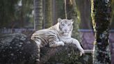 Beto Carrero World encerra zoológico após 32 anos