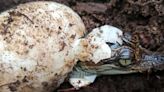 Camada de 60 cocodrilos siameses nació en Camboya: científicos estiman que especie sigue en extinción - La Tercera