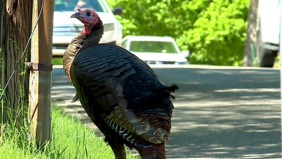 Turkeys cause traffic delays at Grand Rapids intersection